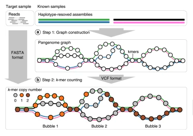 NatureGenet's tweet photo. Out now! Pangenome-based genome inference allows efficient and accurate genotyping across a wide spectrum of variant classes (Ebler et al.) https://t.co/1LF4zDdyOp https://t.co/0z0CPTDjUR