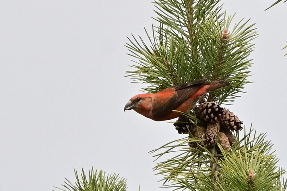 イスカ Twitter Search Twitter