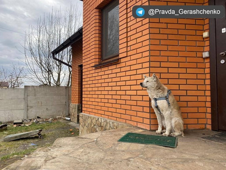 livedoornews's tweet photo. 【ウクライナ侵攻】「キーウのハチ公」ロシア軍に殺害された飼い主を待ち続ける秋田犬
https://t.co/tCXCCrlvSp

ウクライナのヘラシチェンコ内相顧問が明らかにした。ボランティアが保護を試みているが、連れて行かれるのを嫌がっており、地元メディアで「マカリウのハチ公」と呼ばれているという。 https://t.co/oft7ytAlm6