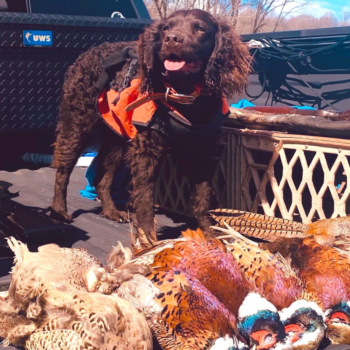 ETSU90's tweet photo. #ETSUPRIDEPets
#LittlePapi #AmericanWaterSpaniel #BirdDog #wecouldntpickjustone https://t.co/AEEYx8XkBu