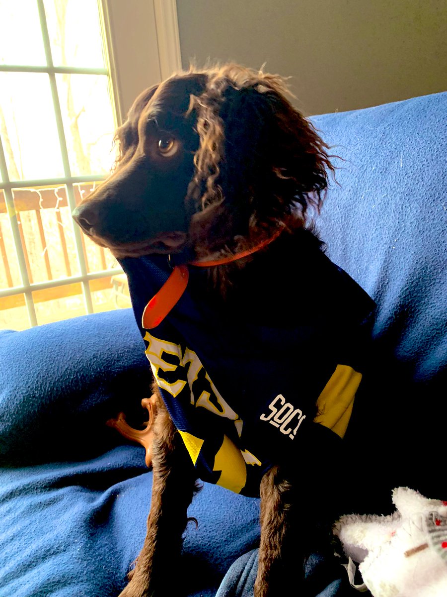ETSU90's tweet photo. #ETSUPRIDEPets
#LittlePapi #AmericanWaterSpaniel #BirdDog #wecouldntpickjustone https://t.co/AEEYx8XkBu