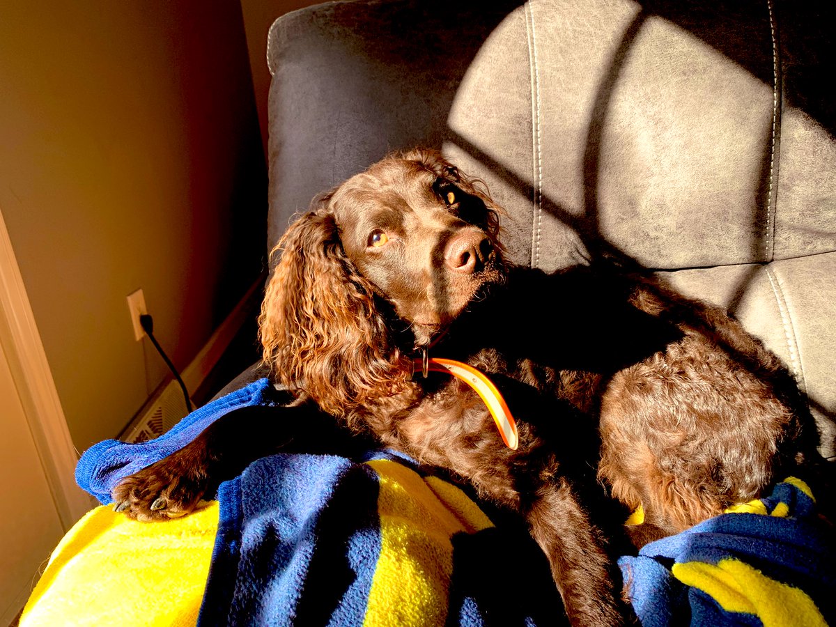 ETSU90's tweet photo. #ETSUPRIDEPets
#LittlePapi #AmericanWaterSpaniel #BirdDog #wecouldntpickjustone https://t.co/AEEYx8XkBu