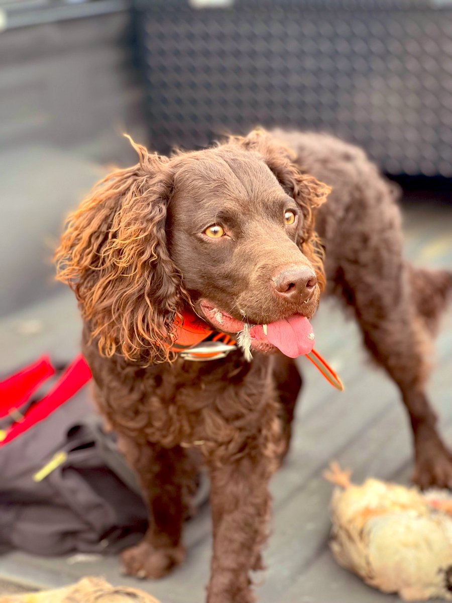 ETSU90's tweet photo. #ETSUPRIDEPets
#LittlePapi #AmericanWaterSpaniel #BirdDog #wecouldntpickjustone https://t.co/AEEYx8XkBu