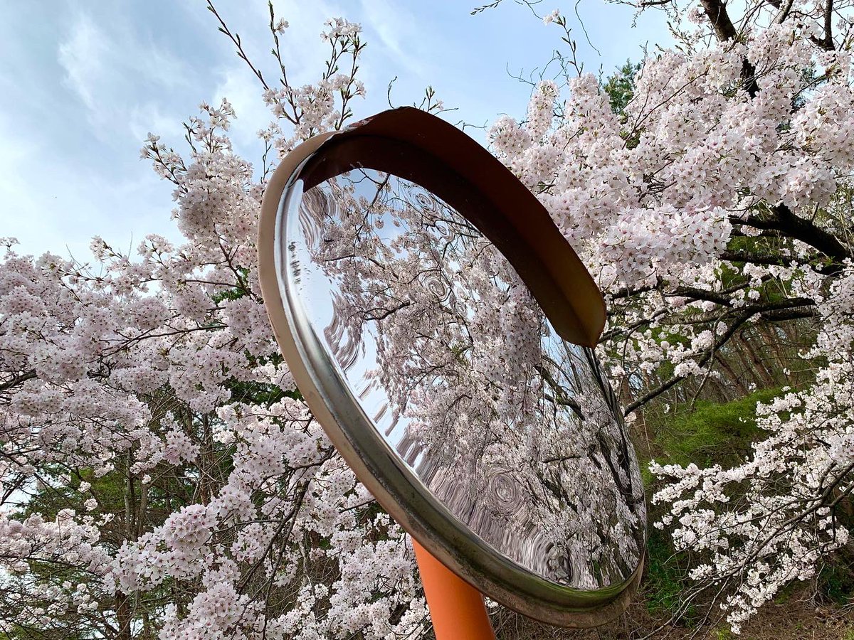 ito_katsu's tweet photo. 今日の（も😅？）桜 https://t.co/5FB695ms59