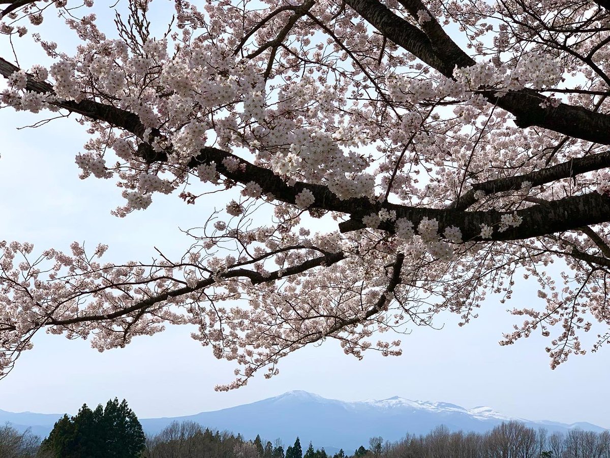 ito_katsu's tweet photo. 今日の（も😅？）桜 https://t.co/5FB695ms59