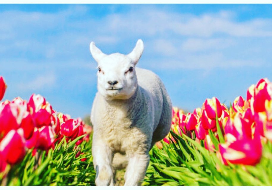 Traditioneel op eerste Paasdag; onze Lentebieren proeverij! 
Er staan deze dag 6 verschillende lente/ voorjaarsbieren op de tap die je kunt proeven uit proefglazen ( €2,50 per glas). Vanaf 16.00 uur. Tot zondag!