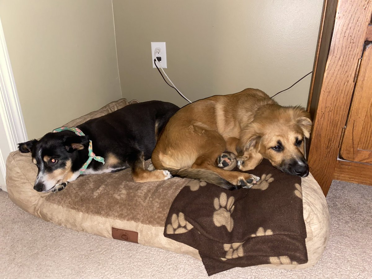 Ruskemp's tweet photo. Sammie and Kota resting after playing!  #NationalPetsDay #fox29goodday https://t.co/xgHQKKi7ga