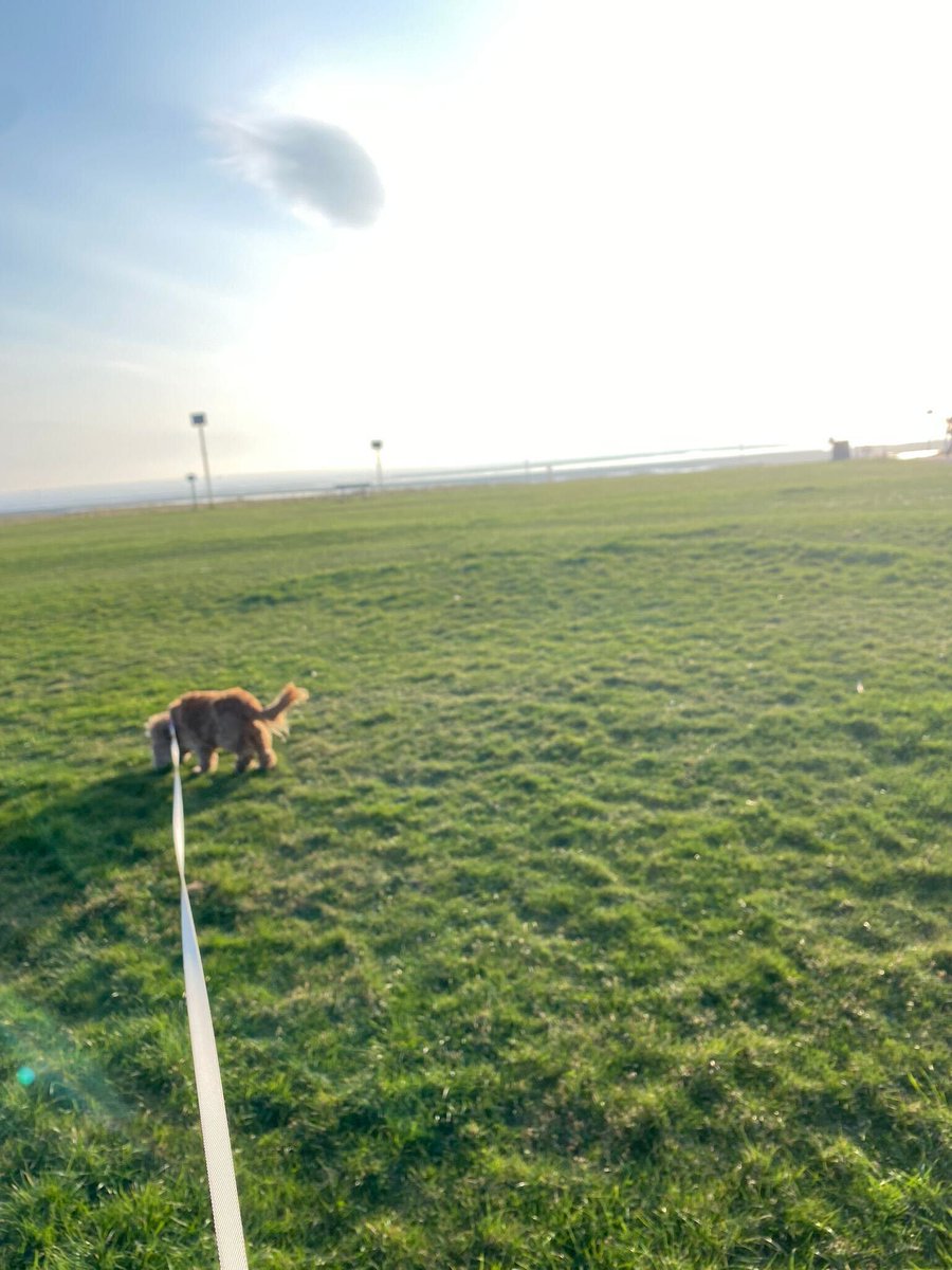 Brendan_Neuven's tweet photo. Meet my #runningcompanion Poppy!
We ran/walked 7.5KM as part of my training for the @fcrevents' Half Marathon. πββοΈ
Iβm fundraising with @NeuvenConsult to help The Inclusive Hub charity make a difference in our community.
Read my storyβ‘ https://t.co/a7hZxt24GB
@liamstarkey84 https://t.co/aabcduEDrc
