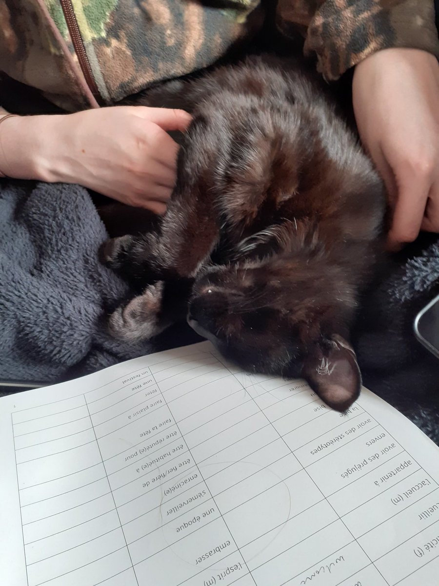 RonKnope's tweet photo. Doing French homework with one of the big cats.
Je suis un chat serviable êtes-vous?
#CatsOfTwitter https://t.co/Kv6HMsSX00