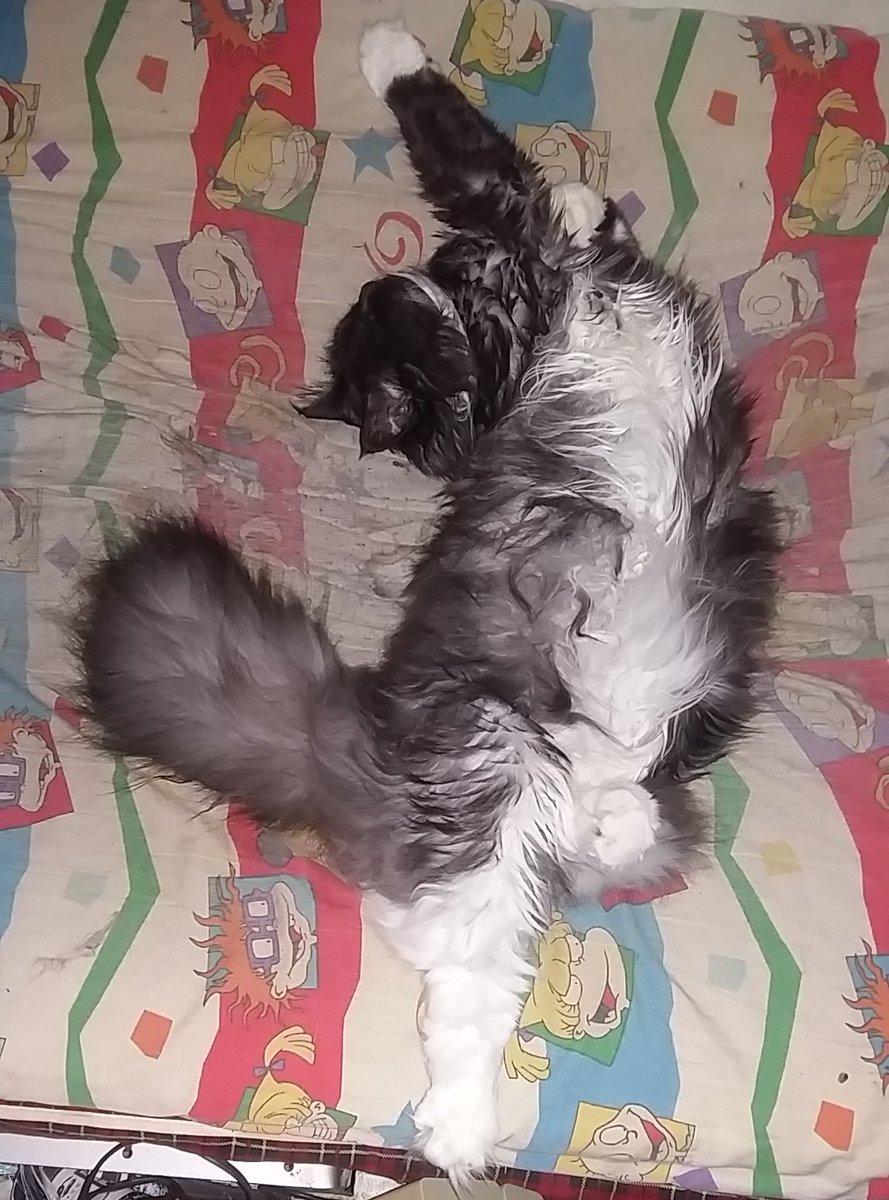 VJAllison1974's tweet photo. Happy #NationalPetsDay! I'm proud to say I'm the mama of a rescued Maine Coon cat named MARNIE. #AuthorLife #CatsOfTwitter #mainecoon #NovaScotia #catsofinstagram #catgirl #PrincessFluffyButt #RomanceBooks https://t.co/xmnbwiCBJJ