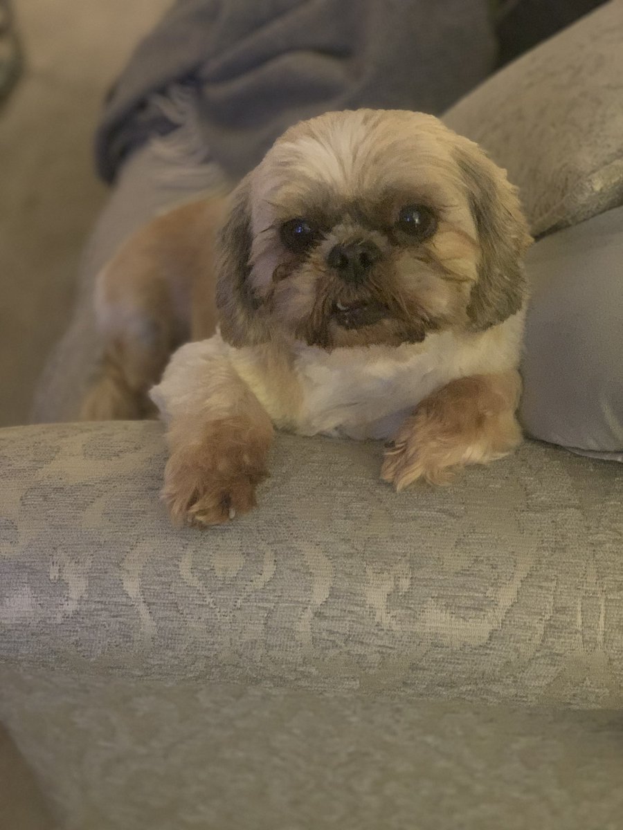 MaxineLinas's tweet photo. @lookfantastic The best napping buddy #LFNationalPetDay https://t.co/a3RgVD3WoP
