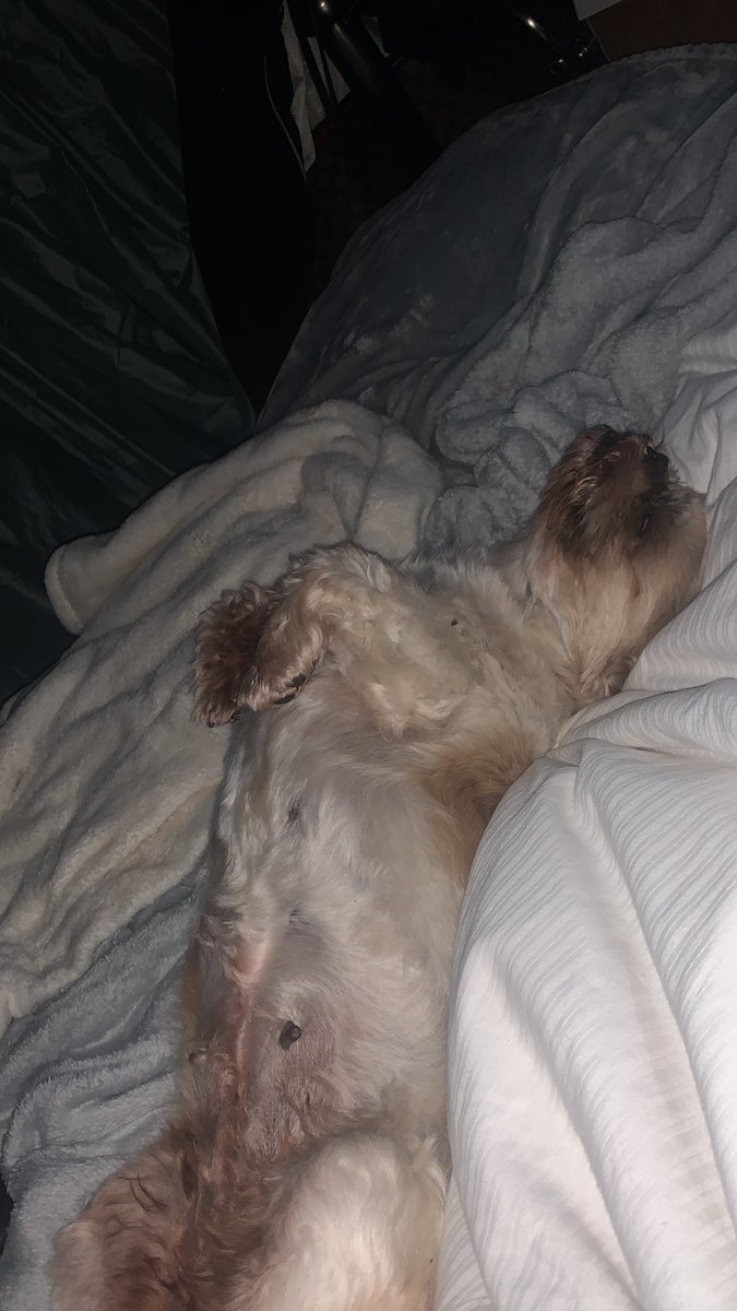 MaxineLinas's tweet photo. @lookfantastic The best napping buddy #LFNationalPetDay https://t.co/a3RgVD3WoP