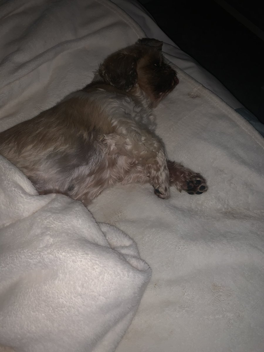 MaxineLinas's tweet photo. @lookfantastic The best napping buddy #LFNationalPetDay https://t.co/a3RgVD3WoP