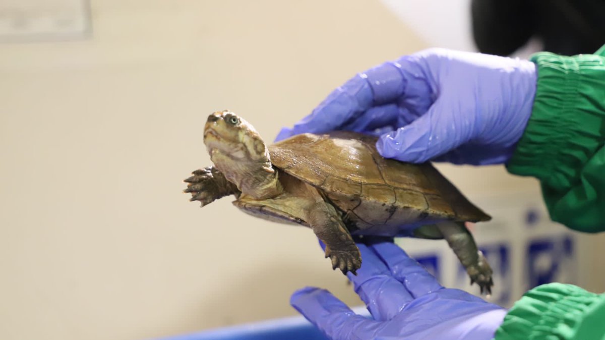 LuisErnestoGL's tweet photo. ¡Este año en Bogotá se han incautado 765 mil gr de carne de animales🦎 silvestres!

En Semana Santa la vida de estas especies corren más riesgo, pues aumenta el consumo de huevos o carne de tortugas🐢e iguanas. 

Denuncia las actividades que atenten contra estas vidas al📱1️⃣2️⃣3️⃣ https://t.co/SKMBzgv1W8