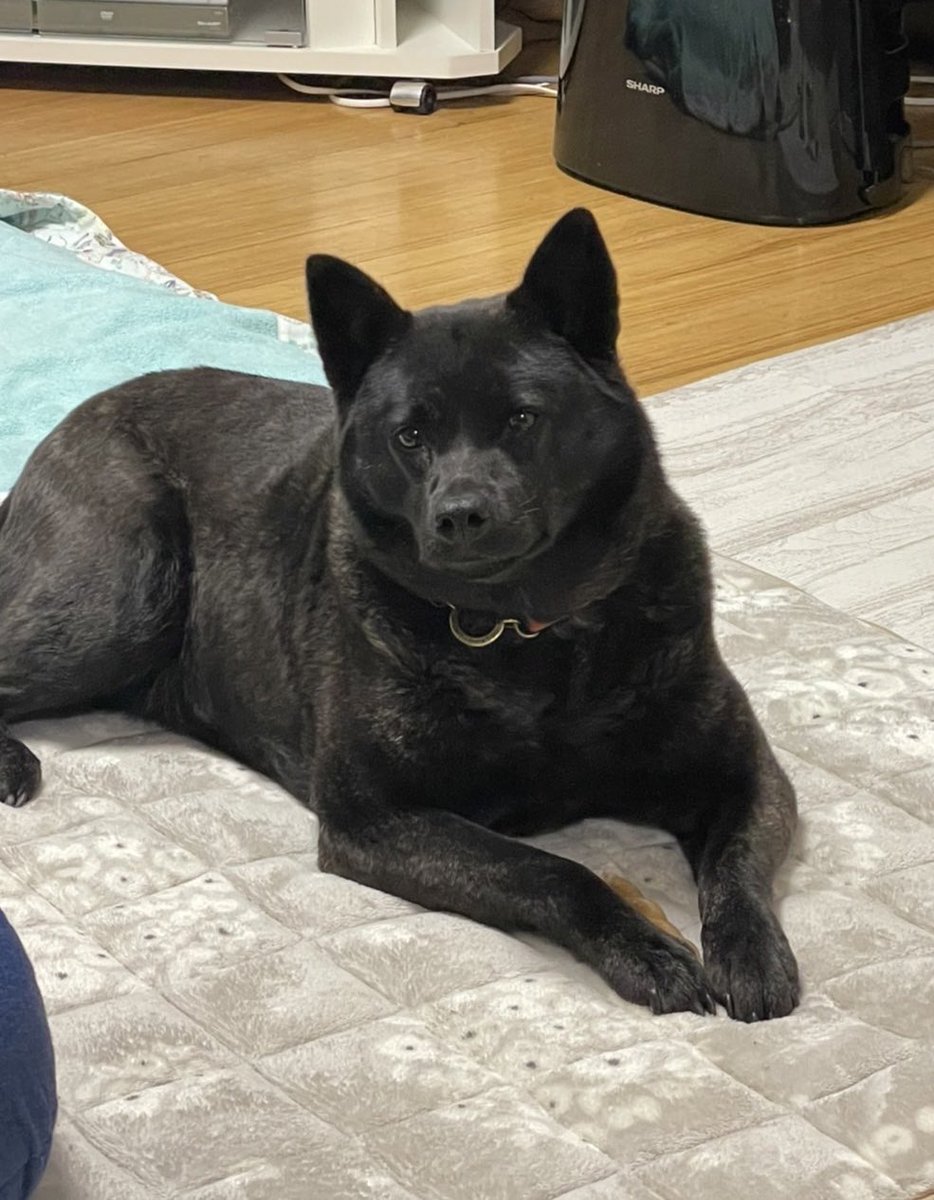 yayo04oimo's tweet photo. 今日も美が滲み出てるポッチャリ犬 https://t.co/vCDO7JAEok