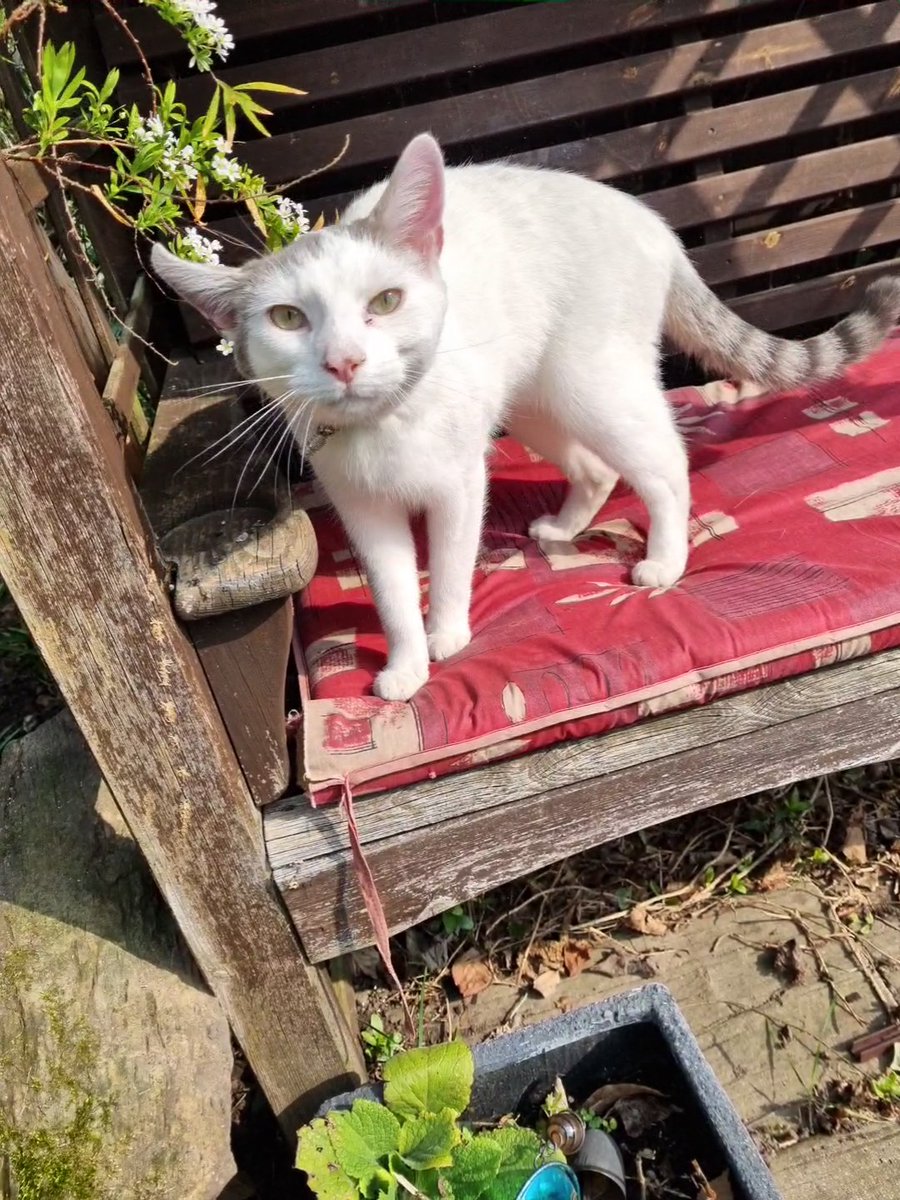 h_speak's tweet photo. @lookfantastic Eddie and Louie 😻😻 #LFNationalPetDay https://t.co/m1HmUOZq8t