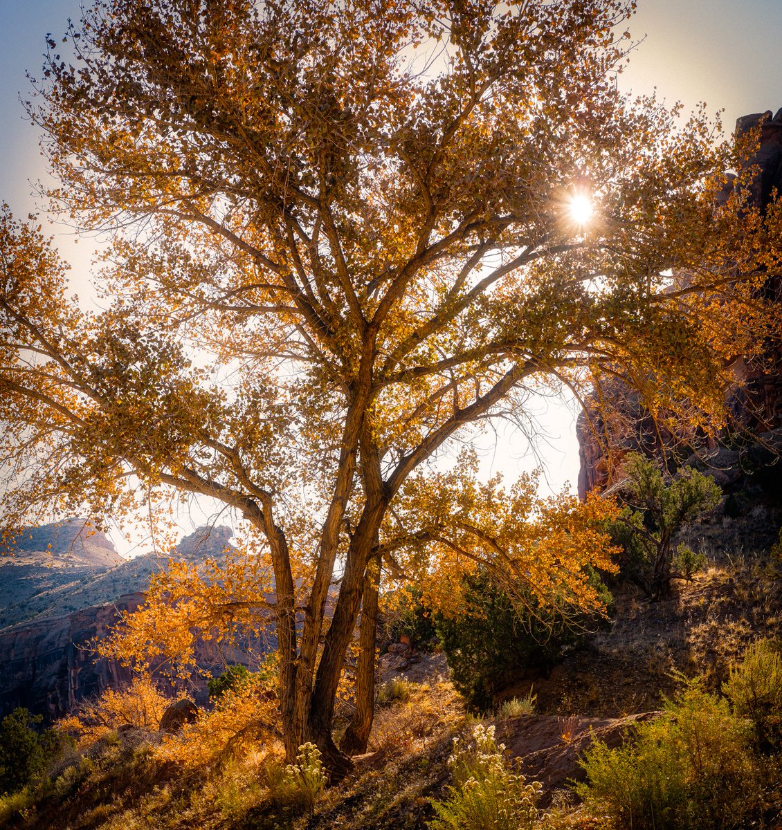 Today is National Arbor Day, which is a holiday that celebrates nature. And so, we encourage everyone to get outside and plant a tree.

The gorgeous trees in these photos were captured by none other than landscape photographer extraordinaire and Exposure user <a href="/CherylUngar/">Cheryl Ungar Photo</a>.