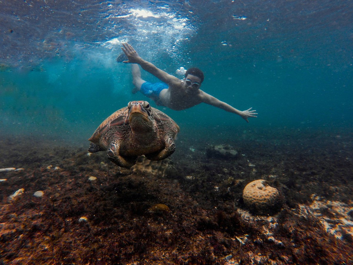 Me:  'Squirtle 'Use Surf!' 
Squirtle:  'Lumangoy ka jan.'

Umaattitude siya today 🤣 #ApoIsland #SaveTheTurtles