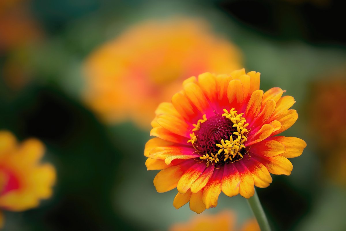 We love looking at all the beautiful images that were created with our software. James Korges captured this beautiful flower shot. He's been an Exposure user for a long time. His Instagram is james_w_k.