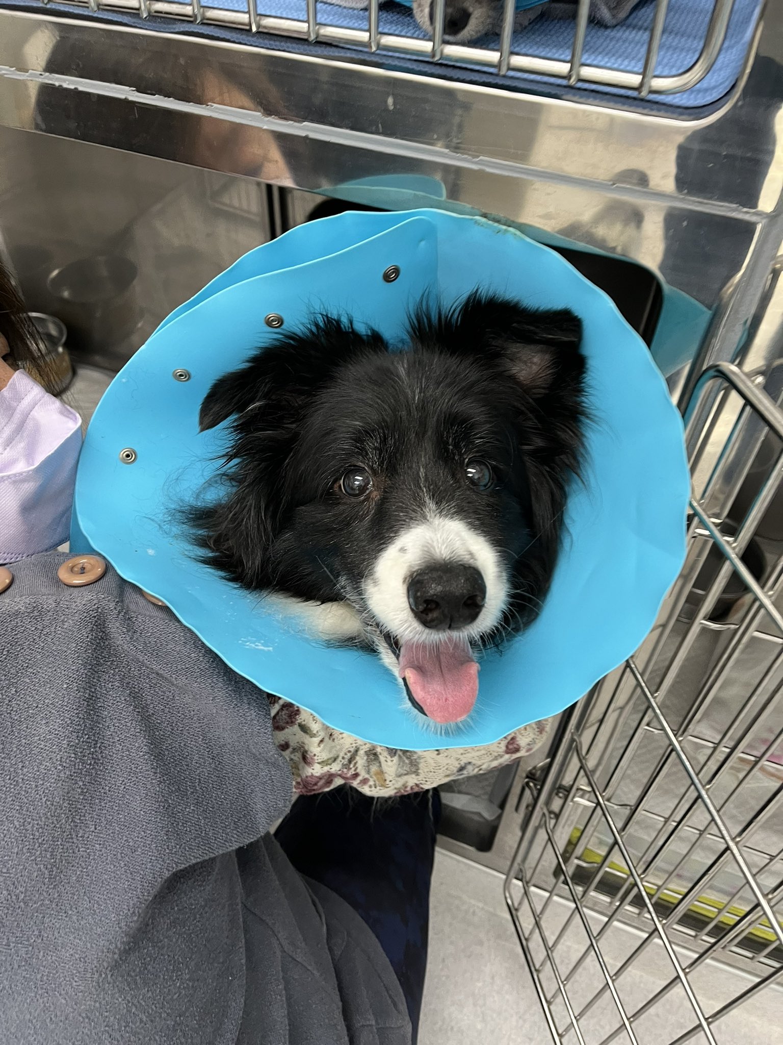 Follow ボーダーコリー シーニー S Bordercollie L Latest Tweets Twitter