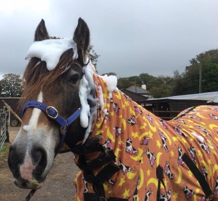 AVCP_Stables's tweet photo. As the first post of our account we thought we would share a picture that sums us up: Horses and Bubbly fun (also onesies) #avcp #alkhamvalley #horse #horseriding https://t.co/kVAKUH9Wwl