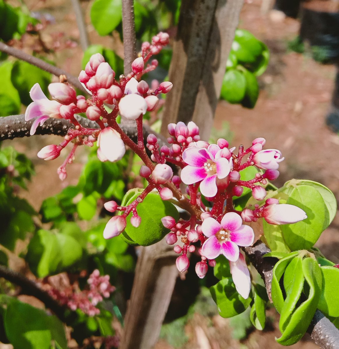 Such pretty flowers!
Guess the FRUIT plant.....
#bluefernindia #plantnursery #mumbaiplants #fruitplants #floweringplants