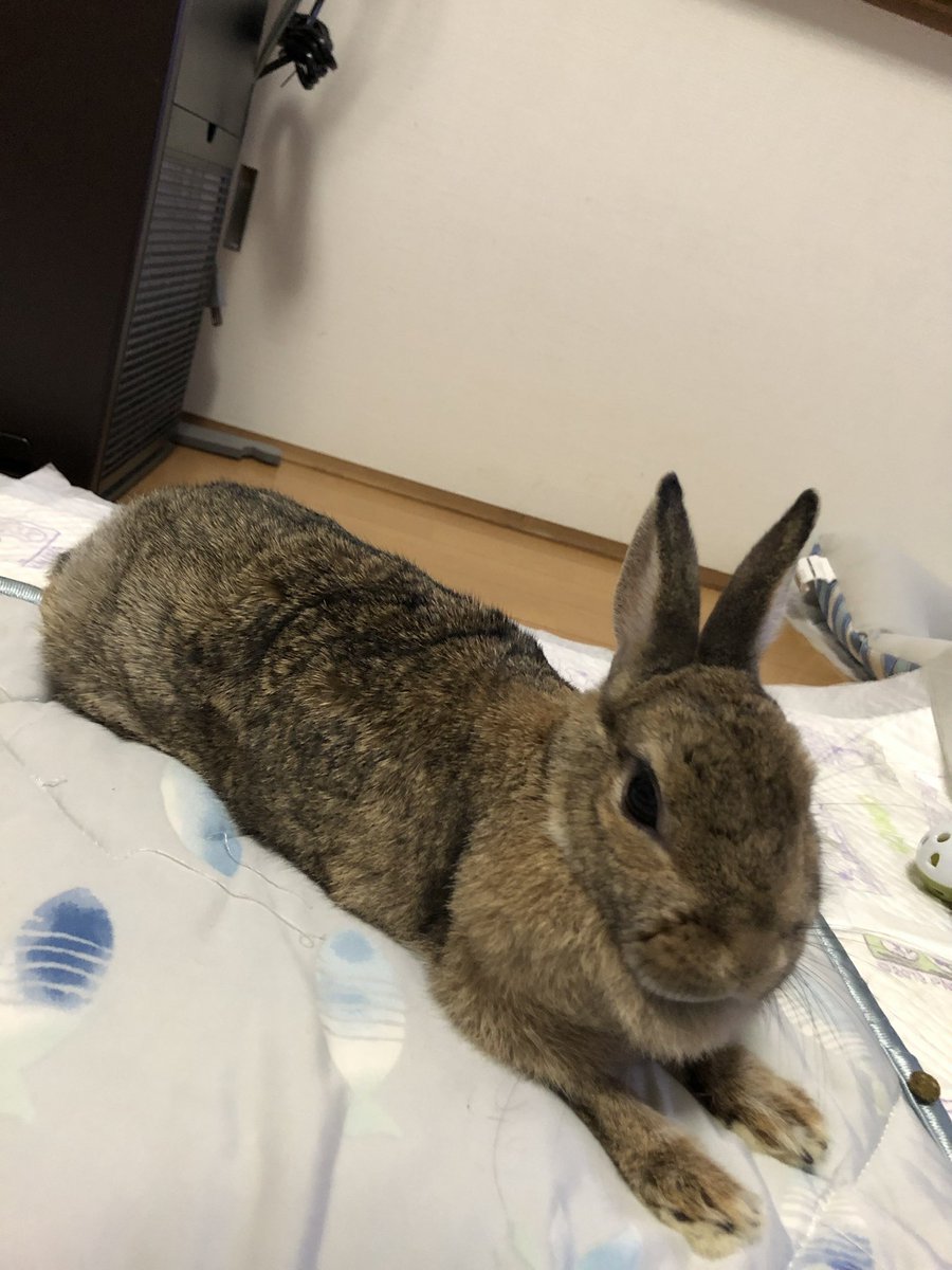 スフィンクスみたいな格好
#うさぎ
#可愛いやつ
#ちいかわ