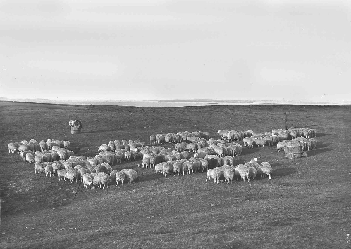 OrkneyLibrary's tweet photo. These sheep look like they're trying to spell out a message to passing aircraft https://t.co/hOXiEmtnJd