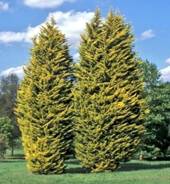 مسؤول عن ترشيحي
 لمدينة #أبها_الأن لكل منتجع او منتزه او شارع او حديقة ازرعو السرو الليموني اوقولد ستار والوعد 3 سنوات سنرى ابها قطعه من هولندا او ايطاليا او اوروبا شجرة تفوح عطر الليمون لا تسكنها الحشرات سريعه تعيش مثل العرعر على المطر  لونها فاخر دائمة الجمال لا ضرر بيئي