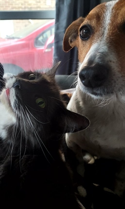 AngleyDigitalM's tweet image. National Pet Day, 2 out of 3 furbabies!!
#NationalPetDay #furbabies #MondayMotivation #NationalPetDay2022