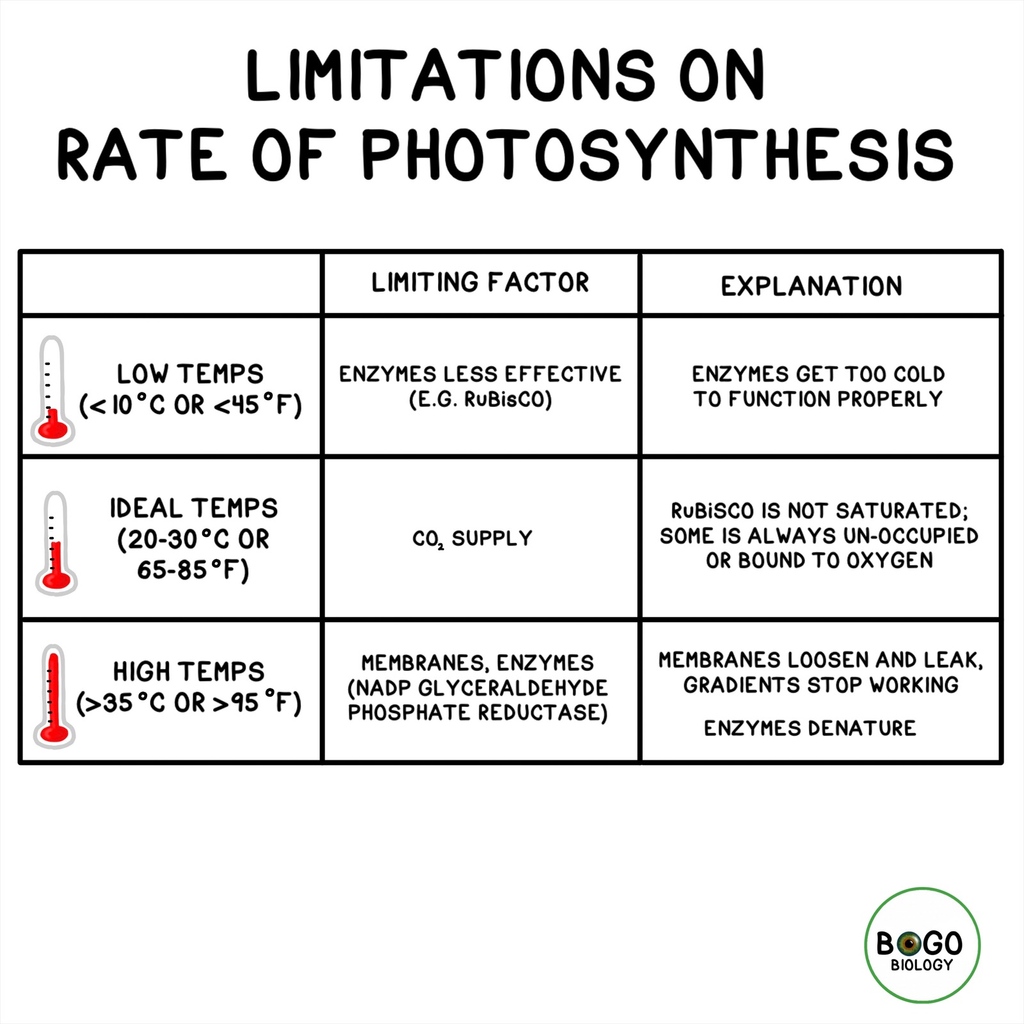 BOGObiology tweet media