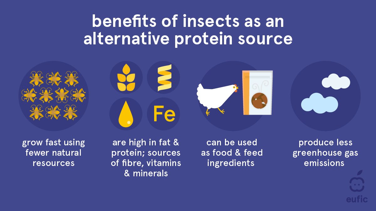 EUFIC's tweet image. #Insects have been pointed out as an #alternativeprotein to conventional livestock with the potential to help face the increasing protein demand more sustainably. 🦗 

Besides being nutritious, they are high in protein, can be produced using less resources &amp;amp; cause less pollution.