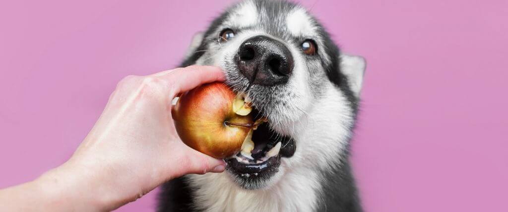 RauAnimalHosp's tweet photo. Debunking 5 Common Dog Nutrition Myths to Keep Your Canine as Healthy as Possible https://t.co/BurADN03pX https://t.co/pHbix6z5NQ