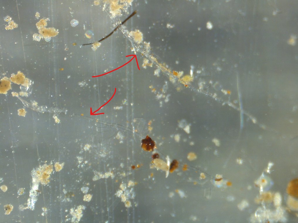 Danielle de Jonge tweet media