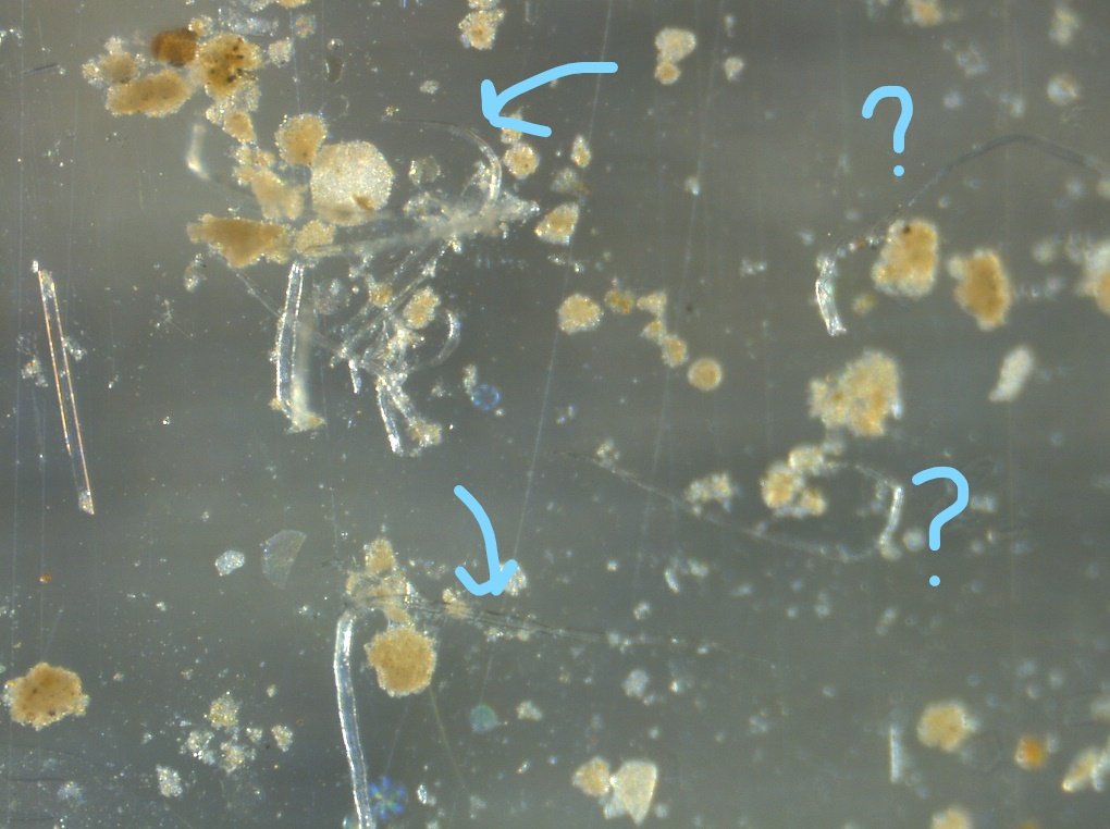 Danielle de Jonge tweet media