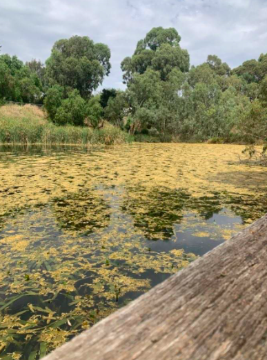 OutofEdenLearn's tweet photo. How do you explore the local? Here are just a few shots of Wooliewombat9836's Neighborhood Walk in Adelaide #Australia. Thank you for the unique perspective! 
#Studentwork #closelooking #sschat https://t.co/rF3LTNpj0S