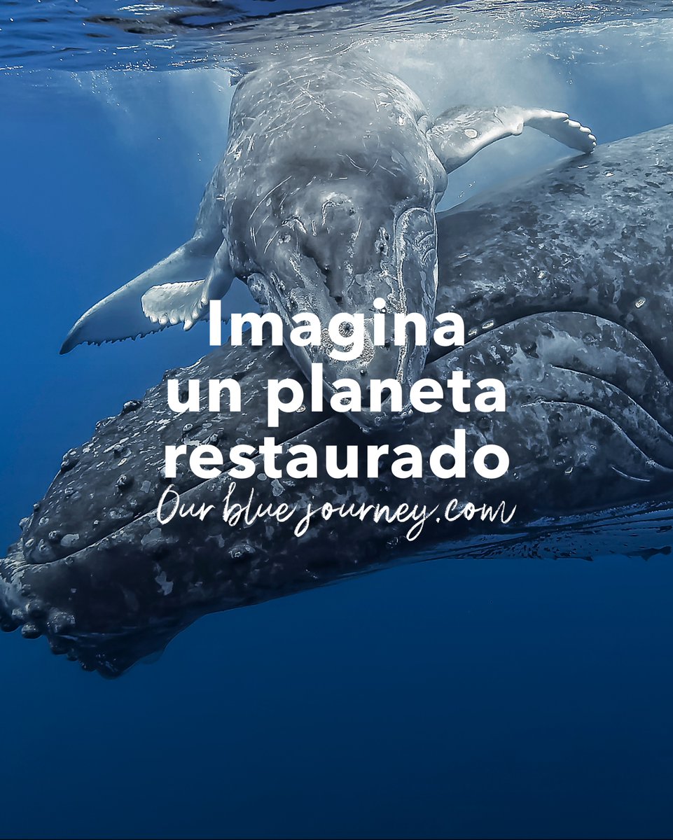 𝗜𝗺𝗮𝗴𝗶𝗻𝗮 𝘂𝗻 𝗽𝗹𝗮𝗻𝗲𝘁𝗮 𝗿𝗲𝘀𝘁𝗮𝘂𝗿𝗮𝗱𝗼

Ser sostenible no es suficiente, debemos desarrollar una mentalidad restauradora. A través de ideas innovadoras podemos reparar el daño causado a nuestro #planeta. 

Ú𝗻𝗲𝘁𝗲 - ourbluejourney.com

#ourbluejourney