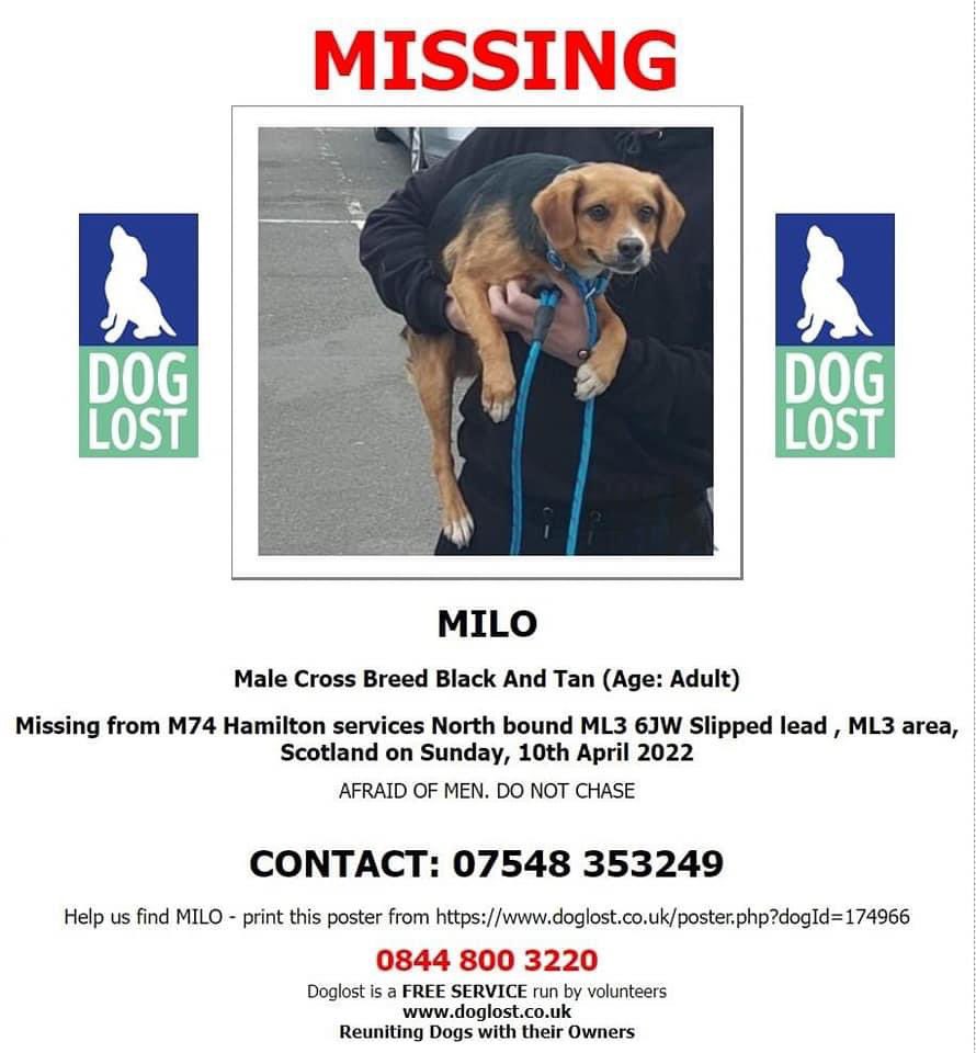 aliciamccluske6's tweet photo. Please retweet to get wee Milo back 😢 He’s a rescue from Romania and will be terrified https://t.co/y2fjSJojCl