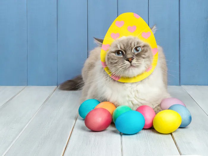 Looking for a fun way to celebrate Easter with your cat? Easter egg hunts are a great way to stimulate your cat's natural hunting instincts and provide environmental enrichment! Learn more: buff.ly/3DZdLHM #AllPetVoices #CatsOfTwitter #HappyEaster #CatEnrichment