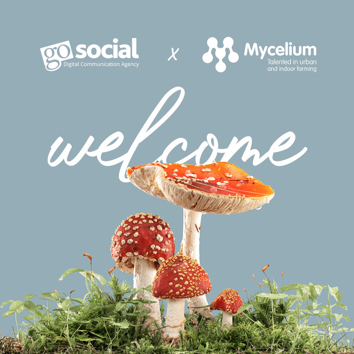 GoSocialAjans's tweet photo. We are honored that Mycelium, the talented urban and vertical farming consultancy firm, has chosen to work with GoSocial for its digital marketing activities! https://t.co/NpQfKcV3OC