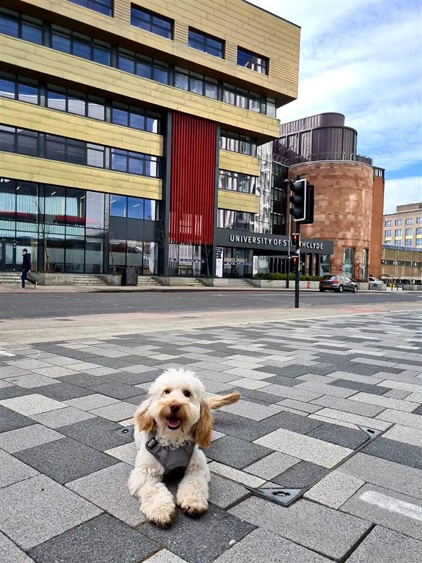 University of Strathclyde tweet media