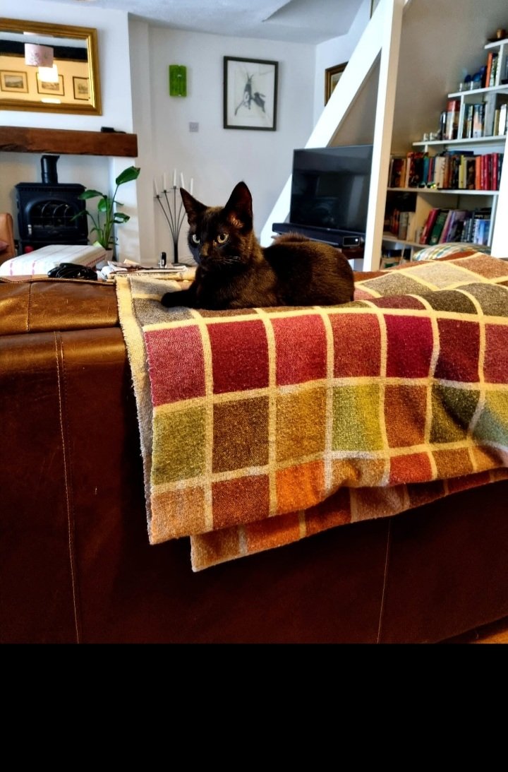 RonKnope's tweet photo. My brother, Ron, is ridiculous. But I am majestic
#CatsOfTwitter #knope https://t.co/jESj21Ikg4