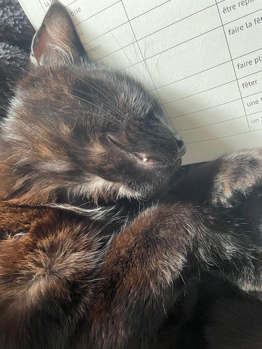 RonKnope's tweet photo. It is true, I am ridiculous
#CatsOfTwitter #swanson https://t.co/j7wQqmm6Vj