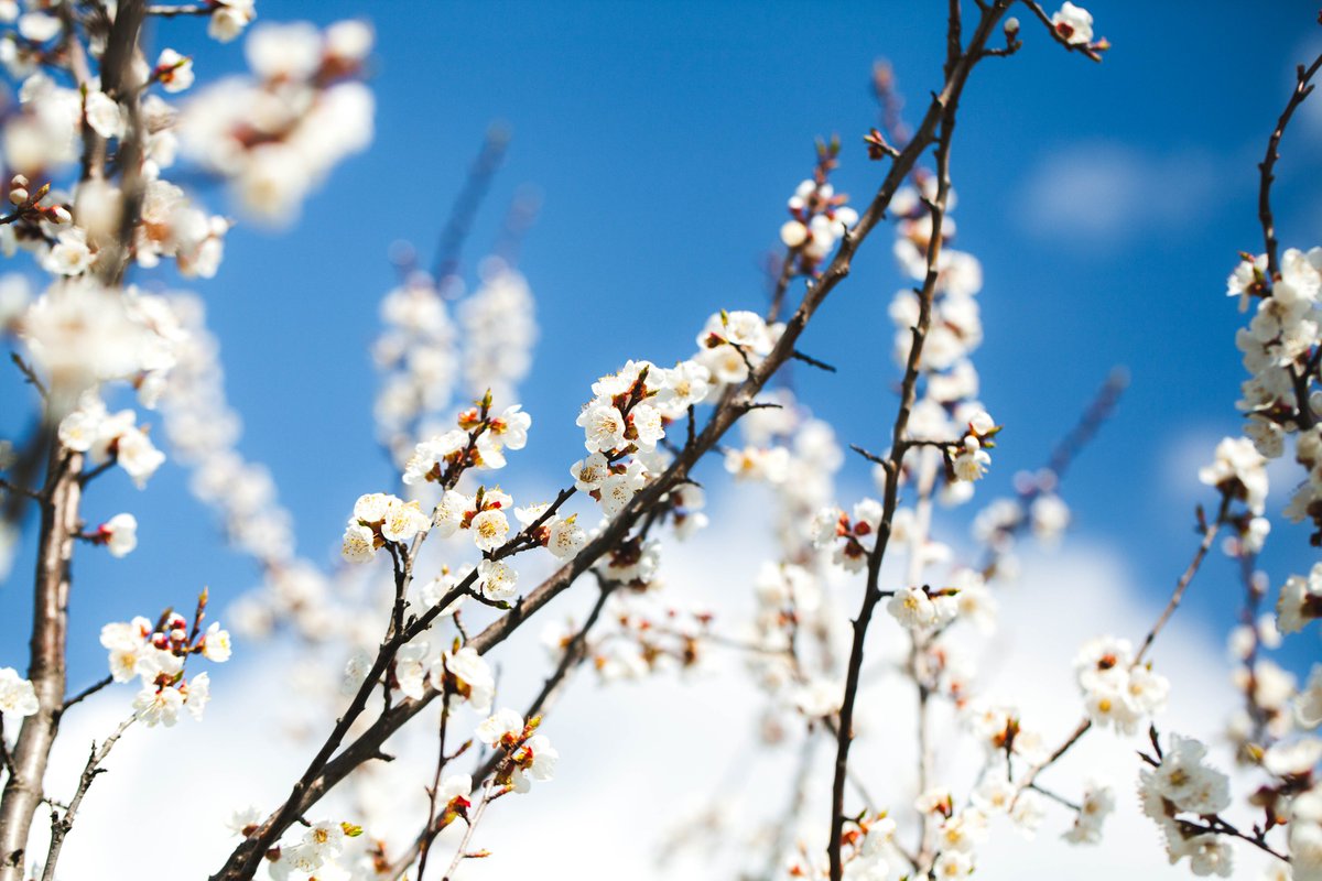 Monday Funday! This week's newsletter looks at a blend of a support tool and a storyline quiz. I made a video showing a blend of a decision tree and new employees.

My happy thought this week is for the beauty of rebirth and spring flowers.
mailchi.mp/elearningblend…]