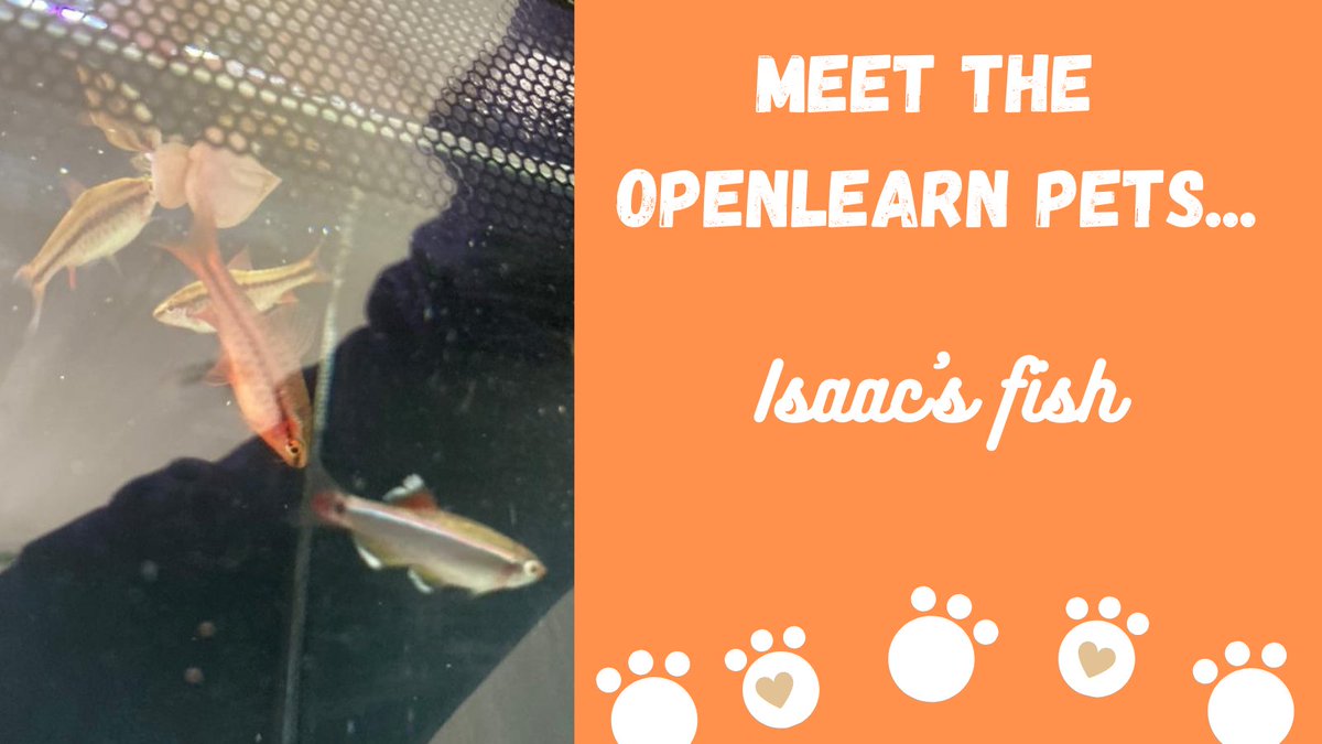 OUFreeLearning's tweet photo. These fish belong to our Senior Platform Manager Matt's son.
They like chasing each other and nibbling the stones at the bottom of the tank. They can learn about the #genetics of other fish in our 'Angel Breed' game:
https://t.co/aKgV9oVzIr
#NationalPetDay #MeetTheOpenLearnPets https://t.co/IBMhZVurt5