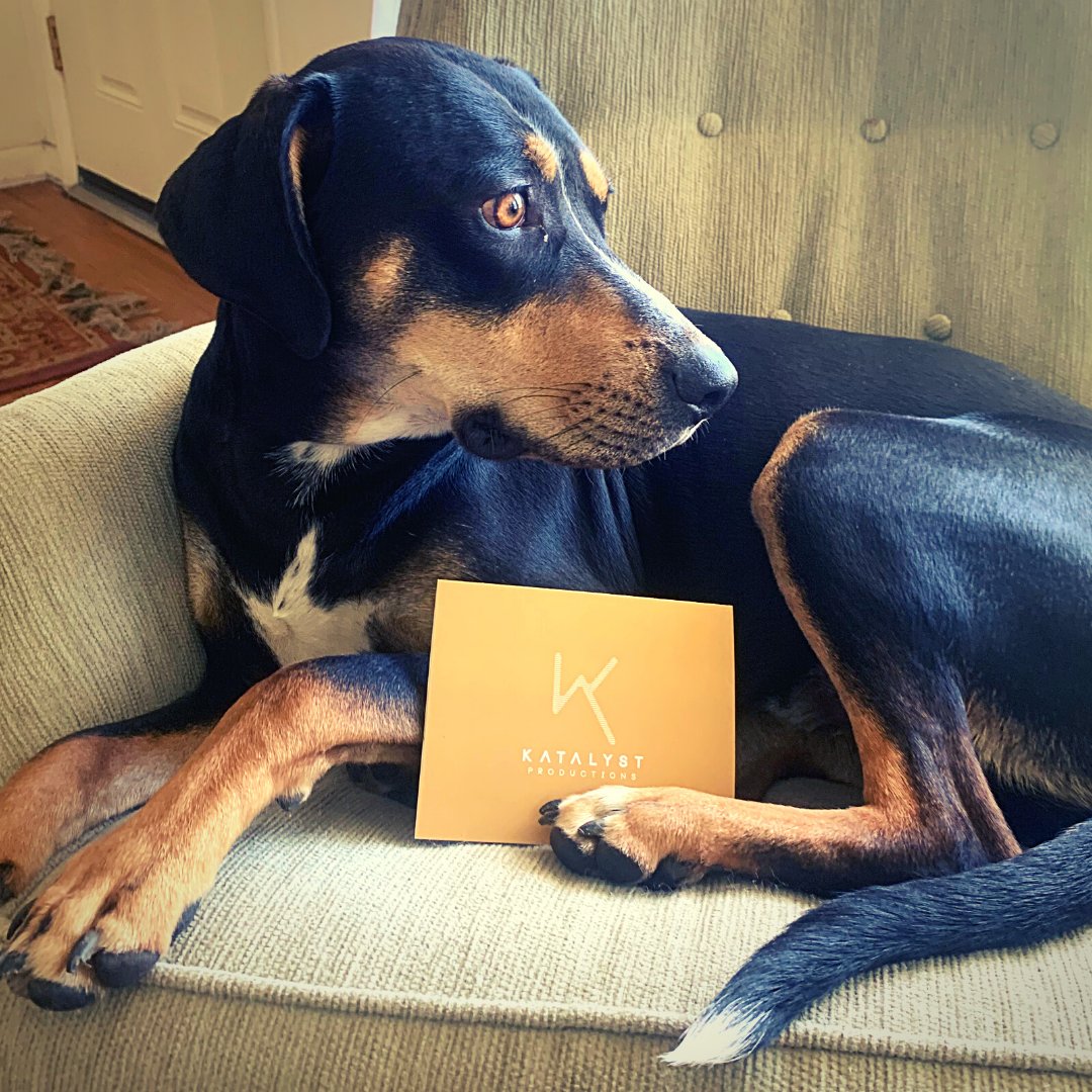 Happy #NationalPetDay! Our team wouldn't be the same without our four-legged friends who keep us company during at-home work days and insist on being apart of our meetings! Josiah's dog Kyber loves to contribute to our calls by squeaking his toys—We love you Kyber!