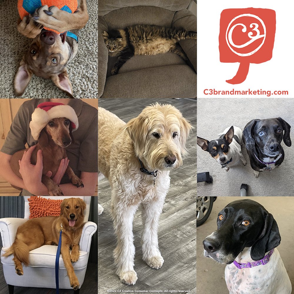 C3Lab's tweet photo. Happy National Pet Day 2022 from C3 and our cuddly critters! Scroll through to see lots of our adorable pets, then post a pic of your furry friends in the comments! https://t.co/V2LJXm4ha0