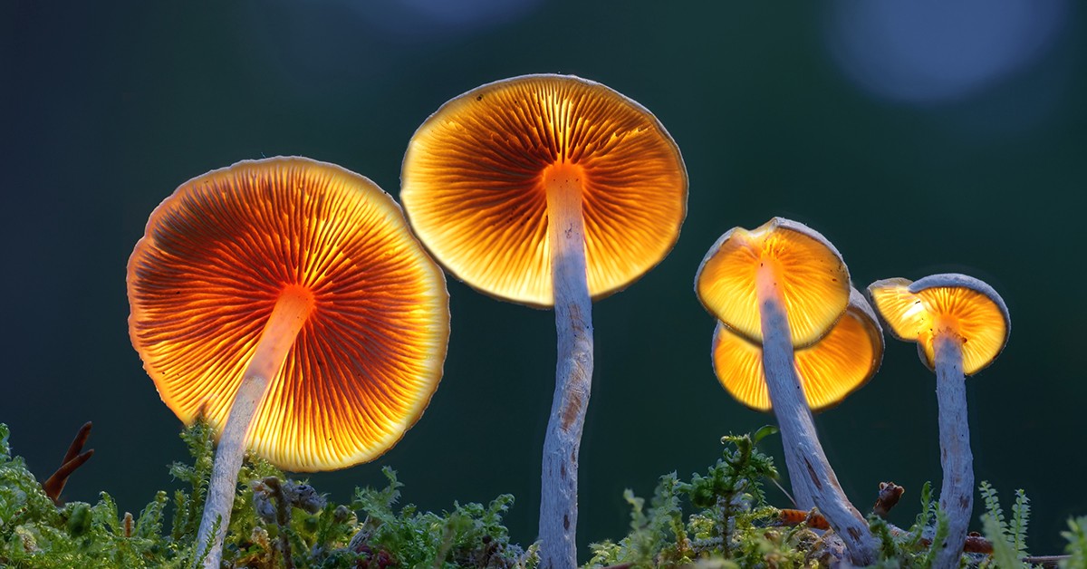 BISResearch's tweet image. Mycelium belongs to the fungi kingdom and to the network of thread-like structures known as #hyphae. There are more than 14,000 species of #mushrooms and #mycelia found in the world, most in #forests and open fields.
Read here: bit.ly/3KuueWU
#foodtech #agriculture