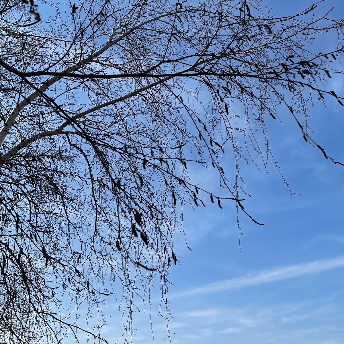 asapillinois's tweet photo. And so it begins.. trees high, weeds low, mold low, grass absent. https://t.co/UbJoYxJ7ed https://t.co/dATXCIbsNx