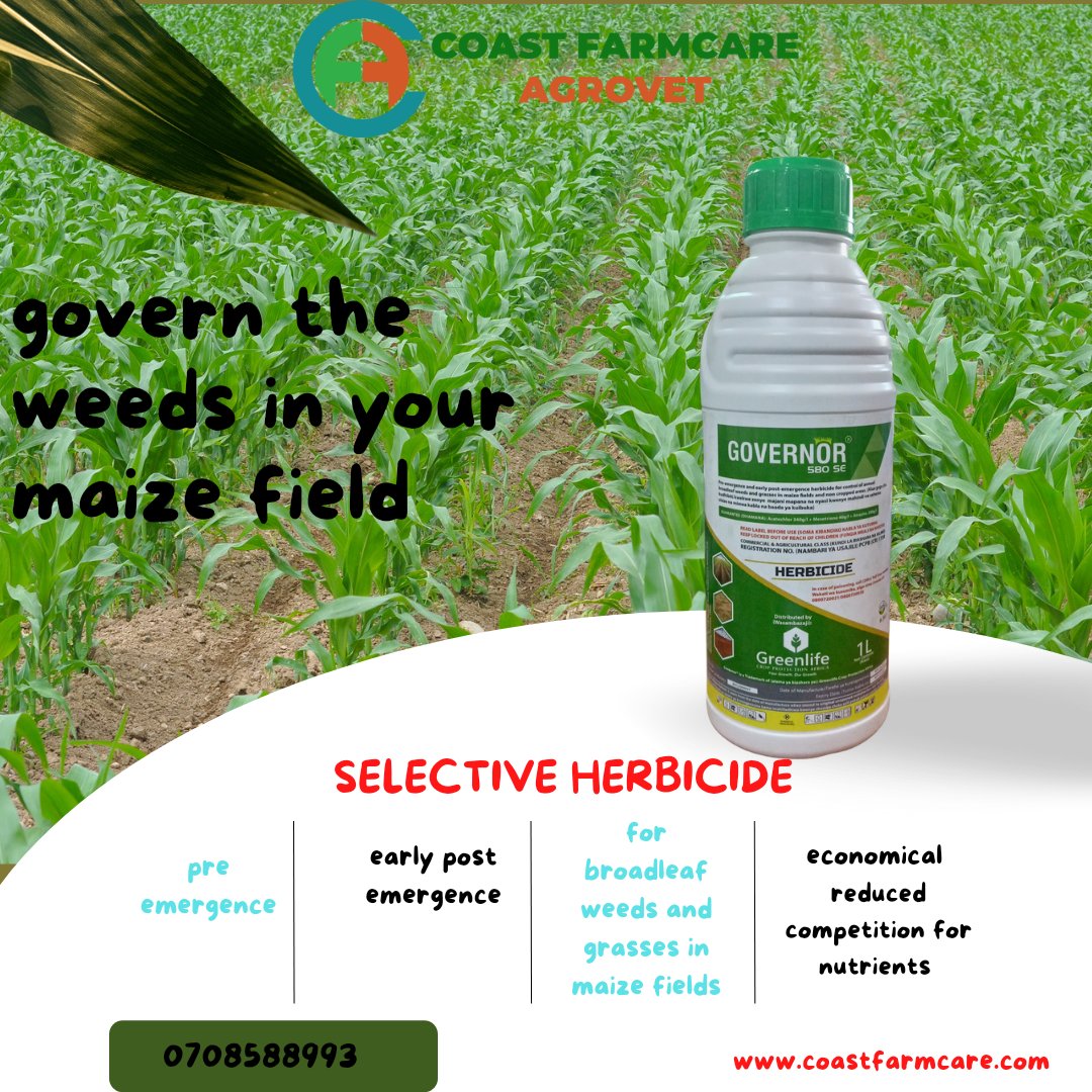 Are you a maize farmer? Be strategic and and avoid unnecessary expenditure. Maintain the weed population low well before planting and during the early development stages for maize below the knee level. Worry no more, Governor has you covered. Governor, the ultimate governor!